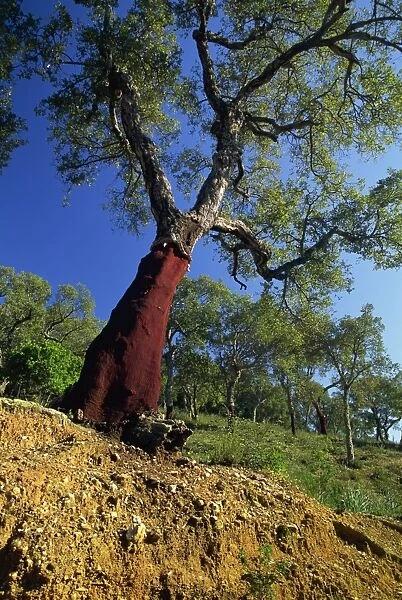 Cork Oak, Provence, France, Europe