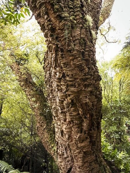 Cork oak tree (Quercus suber), Botanic Gardens, Wellington, North Island, New Zealand, Pacific