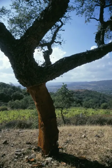 Framed Print : Cork oak trees Framed Print : Cork oak trees