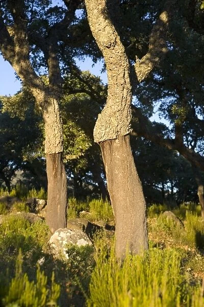 Cork oaks near Jimena de la Frontera, Malaga province, Andalucia, Spain, Europe