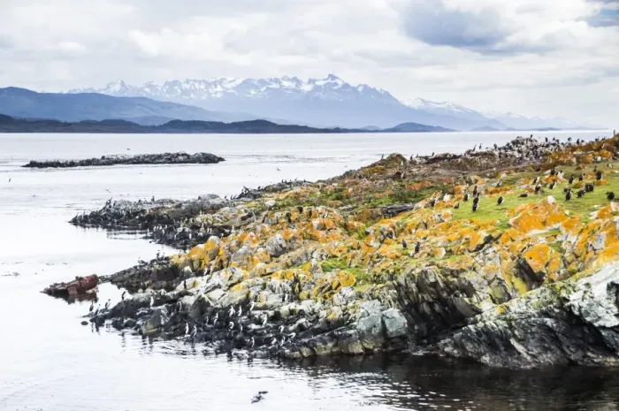 Framed Print : Cormorant colony on an island at Ushuaia in the Beagle Channel (Beagle Strait), Tierra Del Fuego