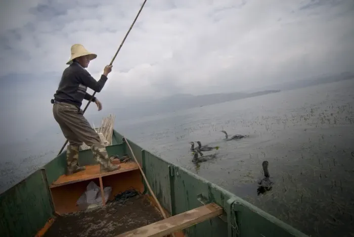 Framed Print : Cormorant fisherman with his birds, Erhai Lake, Dali, Yunnan, China, Asia Framed Print : Cormorant fisherman with his birds, Erhai Lake, Dali, Yunnan, China, Asia