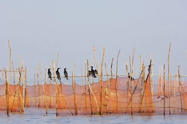 Cormorants and fishing nets, Tonle Sap Lake, Siem Reap, Cambodia, Indochina