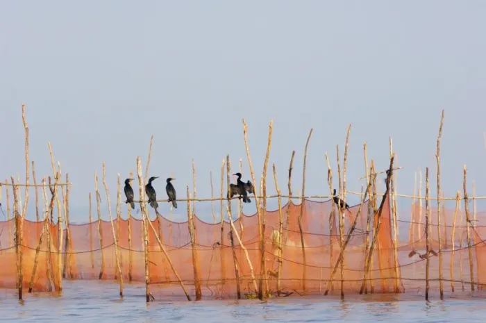 Framed Print : Cormorants and fishing nets, Tonle Sap Lake, Siem Reap, Cambodia, Indochina Framed Print : Cormorants and fishing nets, Tonle Sap Lake, Siem Reap, Cambodia, Indochina