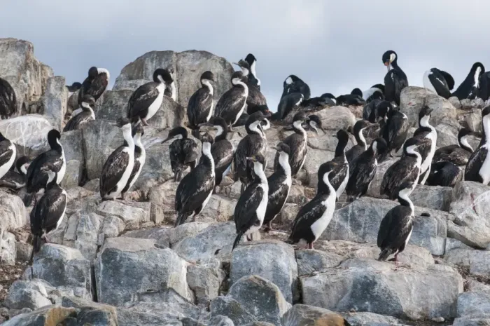 Framed Print : Cormorants on an island in the Beagle Channel, Ushuaia, Tierra del Fuego, Argentina, South America Framed Print : Cormorants on an island in the Beagle Channel, Ushuaia, Tierra del Fuego, Argentina, South America