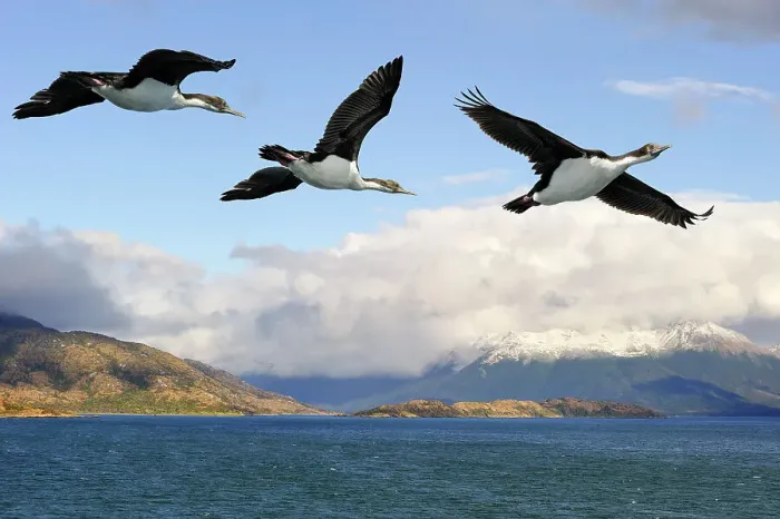 Framed Print : Cormorants, Northeast branch of the Beagle Channel, Tierra del Fuego, Patagonia, Chile, South America