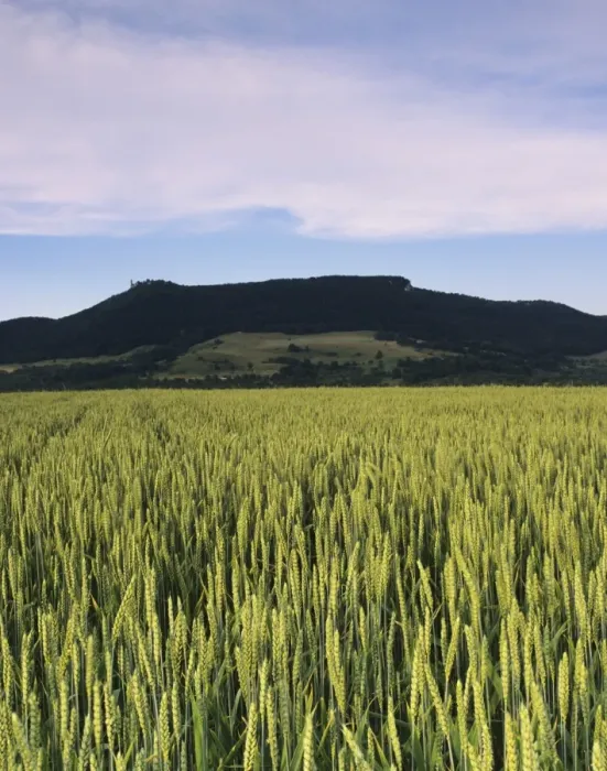 Framed Print : Corn field, Teckberg Mountain, Teck Castle, Kirchheim, Swabian Alb, Baden Wurttemberg, Germany, Europe