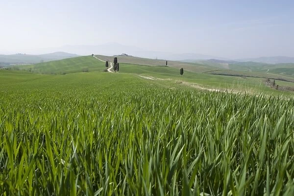Corn fields near Pienza