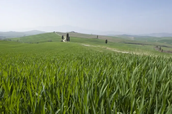 Framed Print : Corn fields near Pienza Framed Print : Corn fields near Pienza