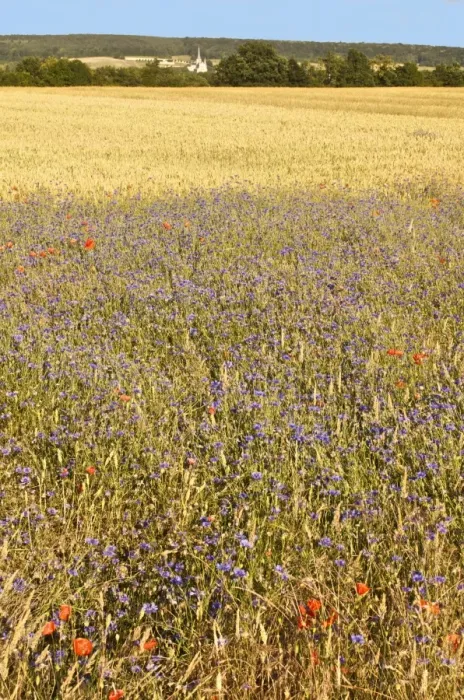 Framed Print : Corn fields with poppies and cornflowers, Normandy, France, Europe Framed Print : Corn fields with poppies and cornflowers, Normandy, France, Europe