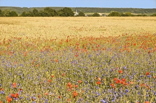 Corn fields with poppies and cornflowers, Normandy, France, Europe
