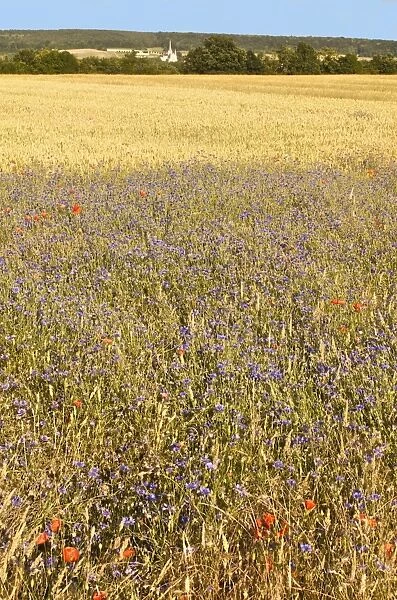 Corn fields with poppies and cornflowers, Normandy, France, Europe