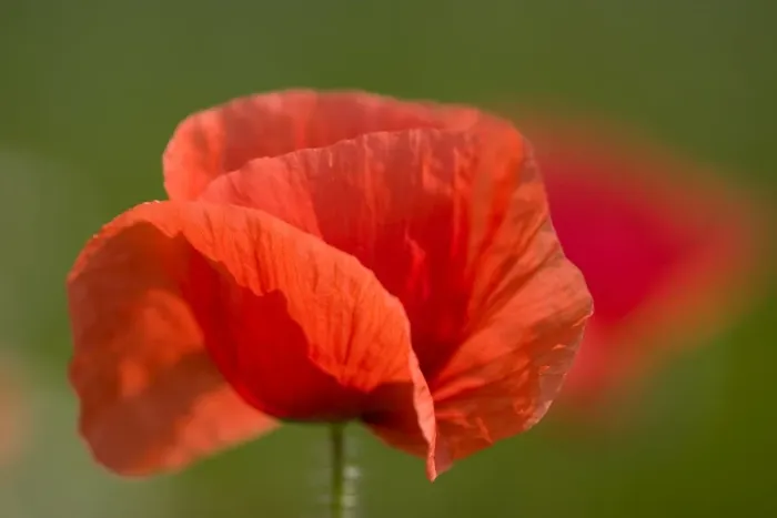 Framed Print : Corn Poppy Framed Print : Corn Poppy