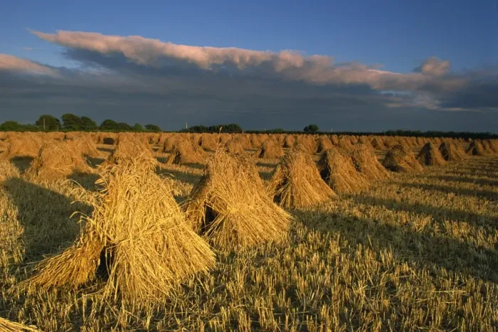 Framed Print : Corn stacked in traditional stooks, Devon, England, United Kingdom, Europe Framed Print : Corn stacked in traditional stooks, Devon, England, United Kingdom, Europe