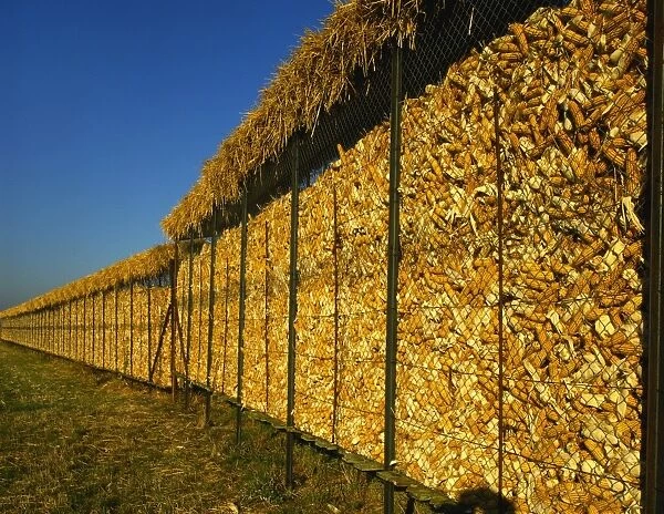 Corn in a Storage, Loire Valley, France