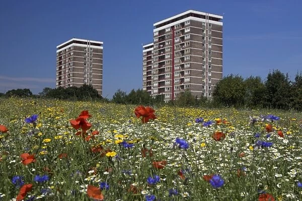 Cornfield of annual summer wild flowers growing in urban, inner city setting