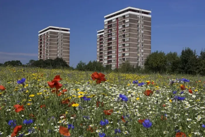 Framed Print : Cornfield of annual summer wild flowers growing in urban, inner city setting Framed Print : Cornfield of annual summer wild flowers growing in urban, inner city setting