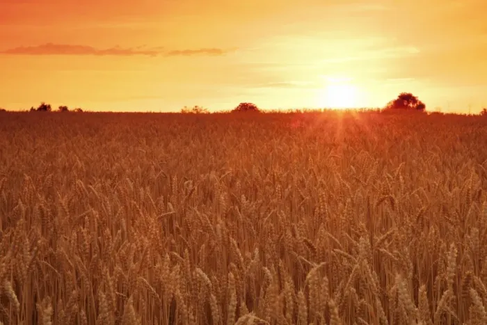 Framed Print : Cornfield in summer at sunset, Swabian Alps, Baden-Wurttemberg, Germany, Europe Framed Print : Cornfield in summer at sunset, Swabian Alps, Baden-Wurttemberg, Germany, Europe