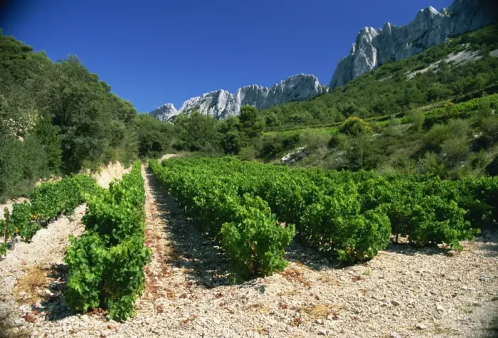 Framed Print : Cotes de Rhone vineyards, Dentelles de Montmirail, Vaucluse, Provence, France, Europe Framed Print : Cotes de Rhone vineyards, Dentelles de Montmirail, Vaucluse, Provence, France, Europe