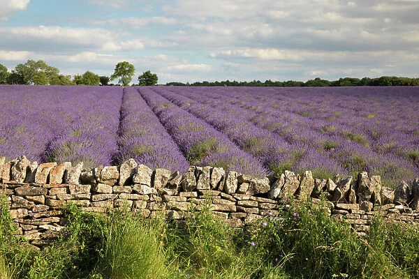 Cotswold Lavender field with Cotswold dry stone wall, Snowshill, Cotswolds, Gloucestershire