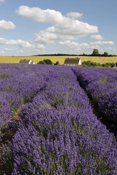 Cotswold Lavender, Snowshill, Cotswolds, Gloucestershire, England, United Kingdom, Europe