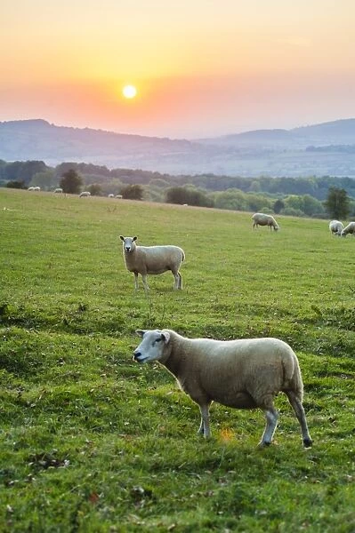 Cotswold sheep at sunset, Winchcombe, The Cotswolds, Gloucestershire, England, United Kingdom, Europe