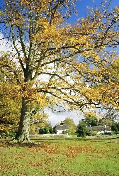 Cottages, Lyndhurst, New Forest, Hampshire, England, UK