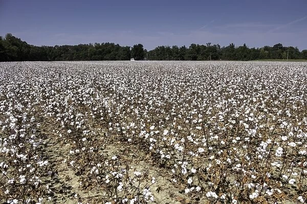 Cotton fields in Alabama, United States of America, North America