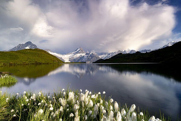Cotton grass in bloom surrounding Bachalpsee lake and mountains, Grindelwald