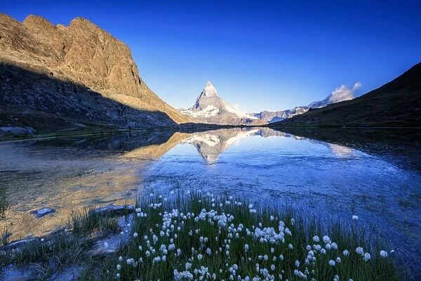 Cotton grass frame the Matterhorn reflected in Lake Stellisee at dawn, Zermatt, Canton of Valais
