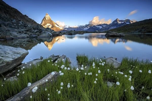 Cotton grass frames the Matterhorn reflected in Lake Stellisee at dawn, Zermatt, Canton of Valais