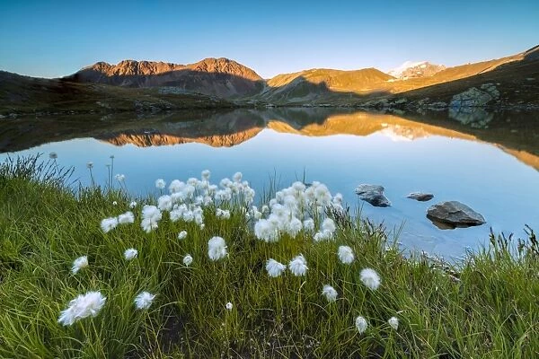 Cotton grass frames the rocky peaks reflected in Lake Umbrail at sunset, Stelvio Pass