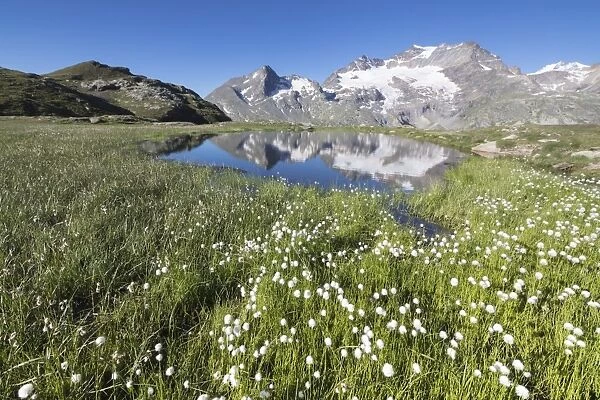 Cotton grass frames snowy peaks reflected in water, Val Dal Bugliet, Bernina Pass