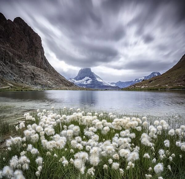 Cotton grass on lake Riffelsee while a thunderstorm hits the Matterhorn, Zermatt