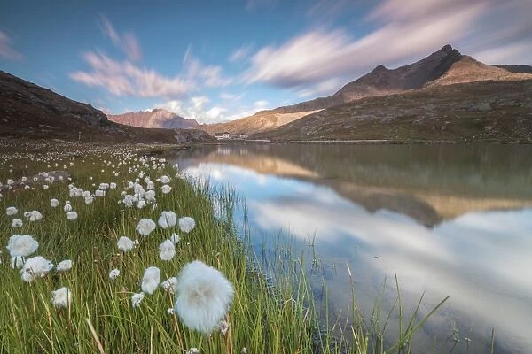 Cotton grass on the shore of Lago Bianco, Gavia Pass, Valfurva, Valtellina, Lombardy