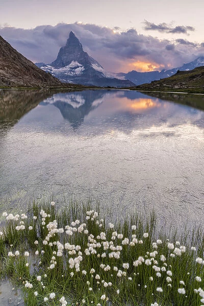 Cotton grass on the shore of lake Riffelsee with the Matterhorn in the background