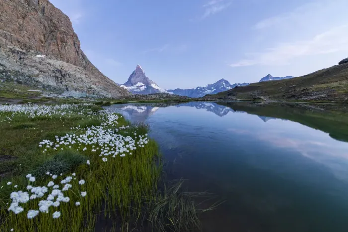Framed Print : Cotton grass on the shore of lake Riffelsee with the Matterhorn in the background Framed Print : Cotton grass on the shore of lake Riffelsee with the Matterhorn in the background