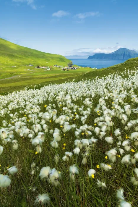 Framed Print : Cotton grass during summer bloom, Gjogv, Eysturoy island, Faroe Islands, Denmark
