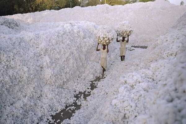 The cotton harvest