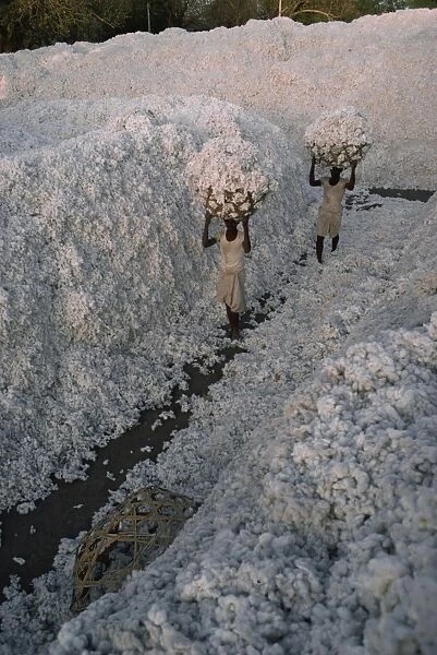 Cotton harvest, Gujarat state, India, Asia