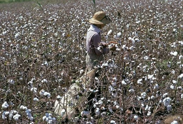Cotton picking, Sao Paolo State, Brazil, South America
