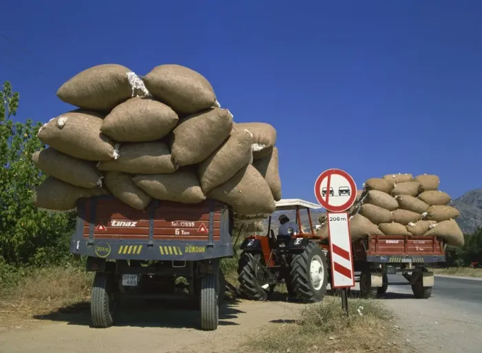 Framed Print : Cotton being transported to auction, Ganakale, Anatolia, Turkey, Asia Minor, Eurasia Framed Print : Cotton being transported to auction, Ganakale, Anatolia, Turkey, Asia Minor, Eurasia