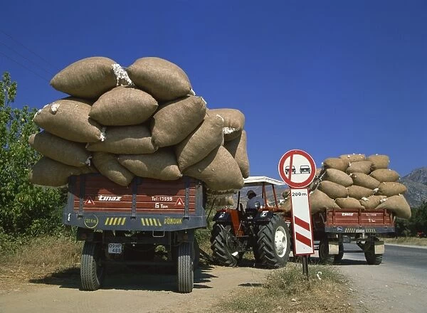 Cotton being transported to auction, Ganakale, Anatolia, Turkey, Asia Minor, Eurasia