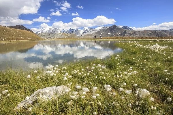 Cottongrass (eriophorum) blooming by the banks of Lake D Oro and Lake Umbrail in Valtellina, Lombardy, Italy, Europe
