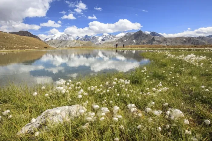 Framed Print : Cottongrass (eriophorum) blooming by the banks of Lake D Oro and Lake Umbrail in Valtellina, Lombardy, Italy, Europe Framed Print : Cottongrass (eriophorum) blooming by the banks of Lake D Oro and Lake Umbrail in Valtellina, Lombardy, Italy, Europe