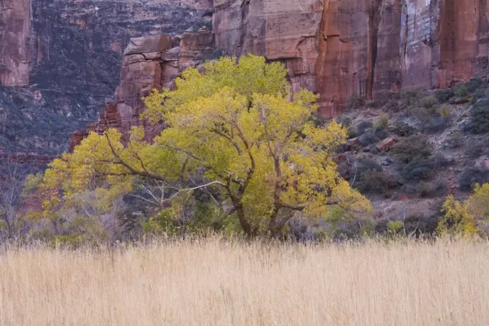 Framed Print : Cottonwood tree and reeds, Zion National Park in autumn, Utah, United States of America Framed Print : Cottonwood tree and reeds, Zion National Park in autumn, Utah, United States of America