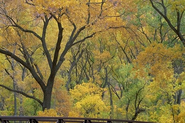 Cottonwood trees in autumn in the Zion National Park in Utah
