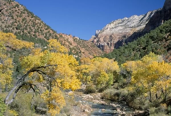 Cottonwood trees on the banks of the Virgin River