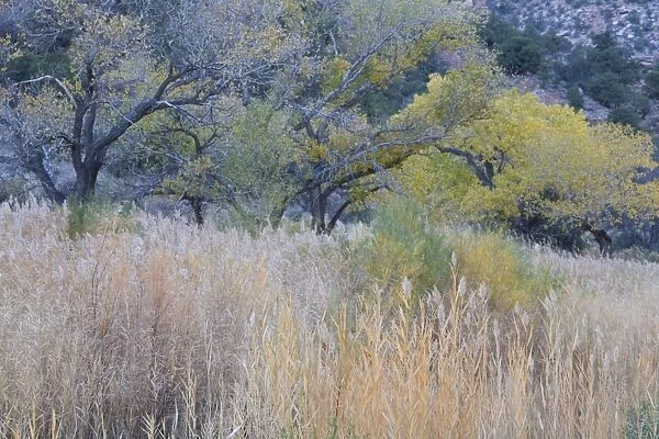 Cottonwood trees and grasses, Zion National Park in autumn, Utah, United States of America