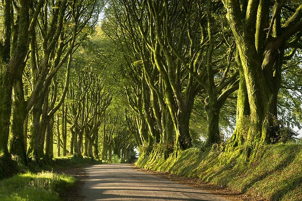 Country lane under avenue of trees, Bridestowe, Dartmoor, Devon, England, United Kingdom